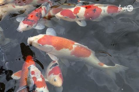 鯉魚死掉|錦鯉突然死亡的七大原因